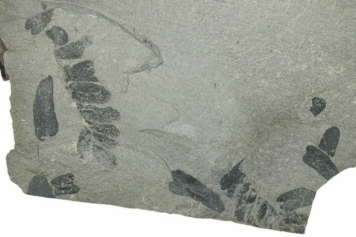 Pennsylvanian Fossil Fern (Neuropteris) Plate - Kentucky #248102